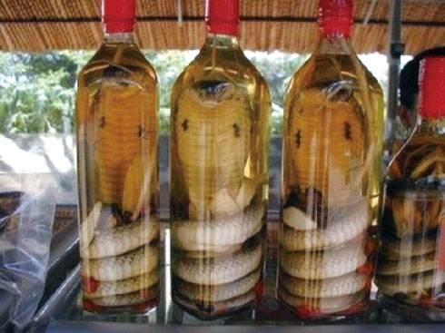 关于毒蛇泡酒不死的秘密