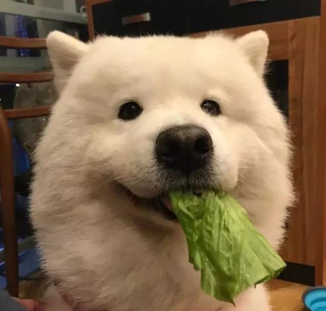 怎么可以有这么好吃的东西!