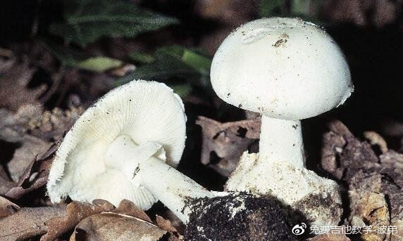 世界上最毒的蘑菇,致命白毒伞(食用死亡率高达95%)