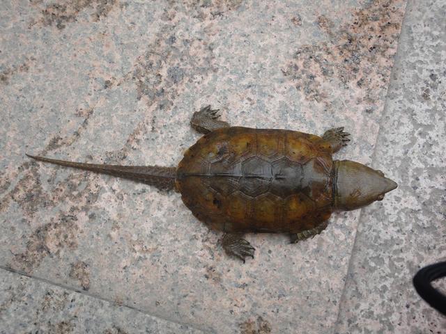 村民山里捡到稀罕乌龟,专家赶到后说遇到这样的事情纯属罕见