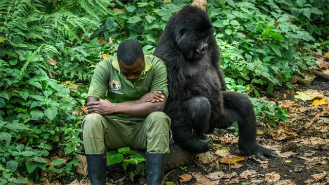 黑猩猩抱大腿,安慰饲养员"别哭"