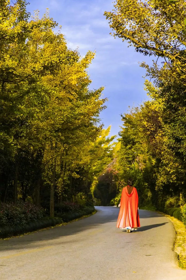 看了这位游客长兴银杏景区的照片,终于承认技不如人了