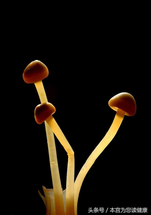 一根根,一簇簇,宛如身材修长仙子的金针菇,在众多菌菇中亭亭玉立,集