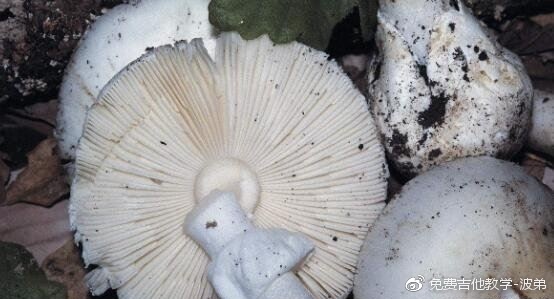 世界上最毒的蘑菇,致命白毒伞(食用死亡率高达95%)