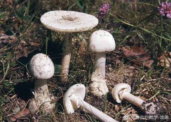 世界上最毒的蘑菇,致命白毒伞(食用死亡率高达95%)