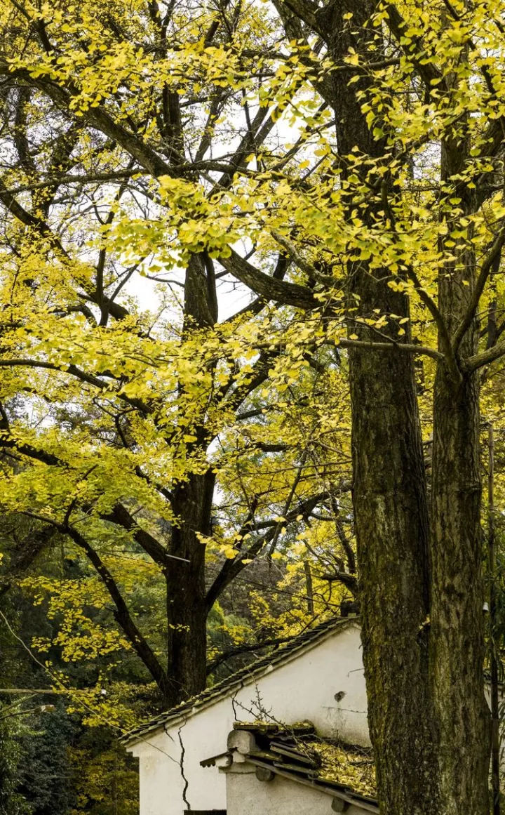 看了这位游客长兴银杏景区的照片,终于承认技不如人了