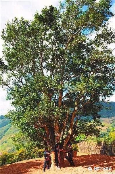 六大古茶山 普洱茶沉浮300年 茶马古道飘香