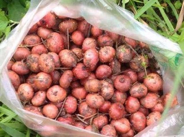 野地瓜,红溜溜的,个儿小一口一个往嘴里塞,特别香,不过难以保存,所以