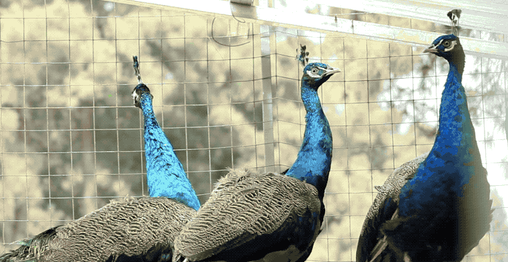 孔雀王子成功的致富终极秘诀,从好看到好吃