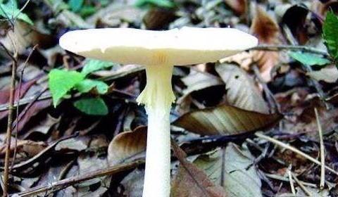 世界上最毒的蘑菇,致命白毒伞(食用死亡率高达95%)|毒伞|致命|死亡率|毒蘑菇|长相_新浪新闻