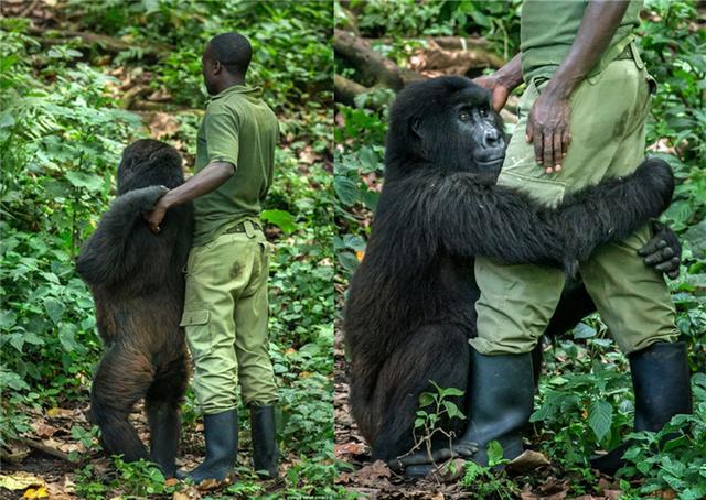黑猩猩抱大腿,安慰饲养员"别哭"