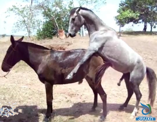 骡子、马、驴、的伦理关系? 结果不重要,重要