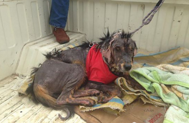 中年男子单身无趣,施虐村中流浪狗,惨状让人不敢直视