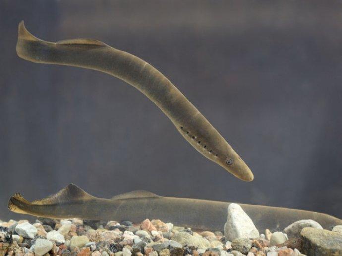 古老生物吸血寄生, 却是欧洲贵族的珍馐, 英国国王爱吃到挂了