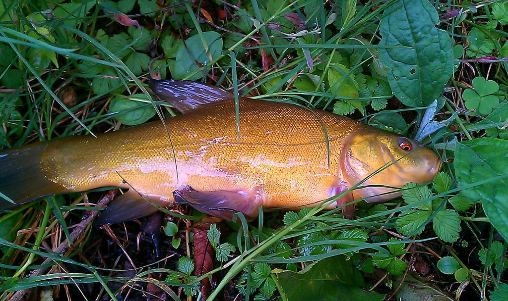 此鱼体班硕大与鲤鱼相似塘老板说很值钱也很好吃