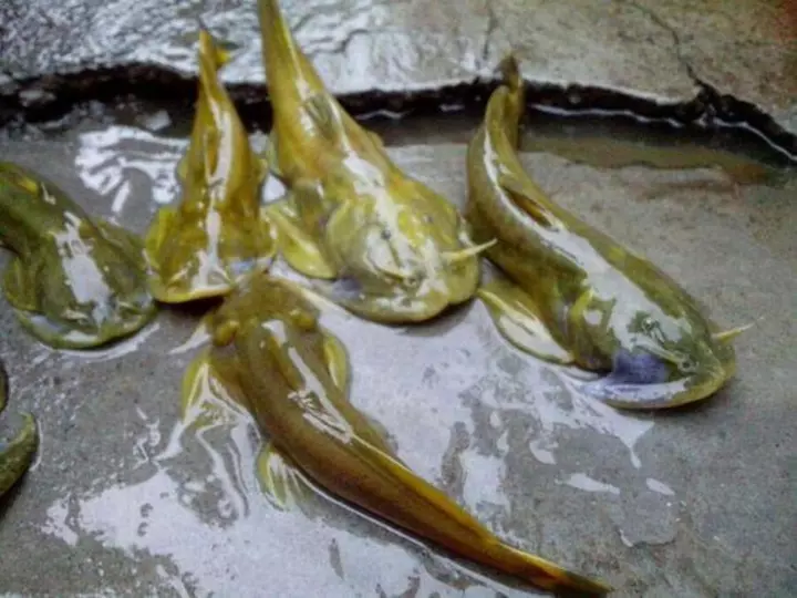 农村河里趴在石头上的鱼,野生的很少了,现在卖到近千元一斤