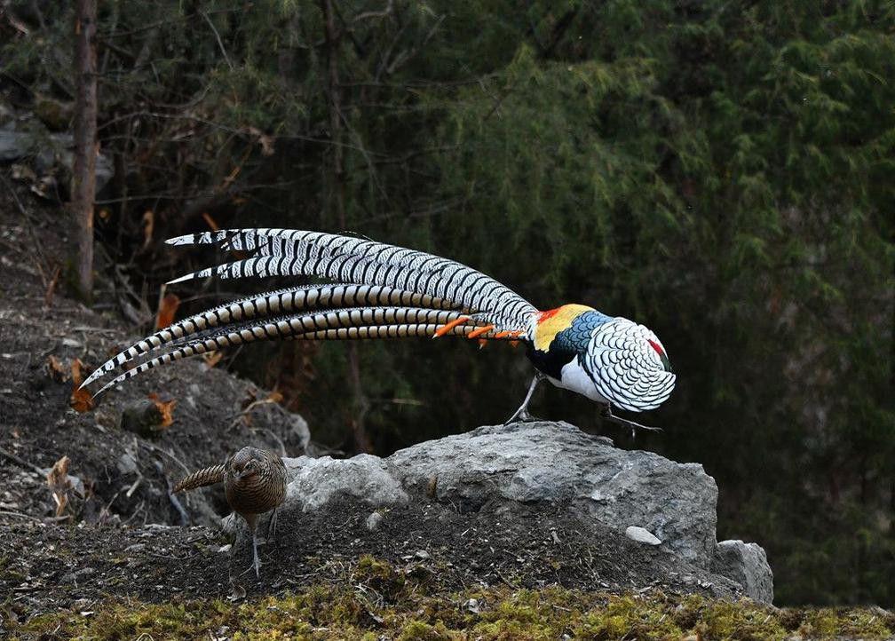 白腹锦鸡俗名有铜鸡,笋鸡,衾鸡,箐鸡,宽宽鸡,花箐鸡(雄),麻箐鸡(雌)