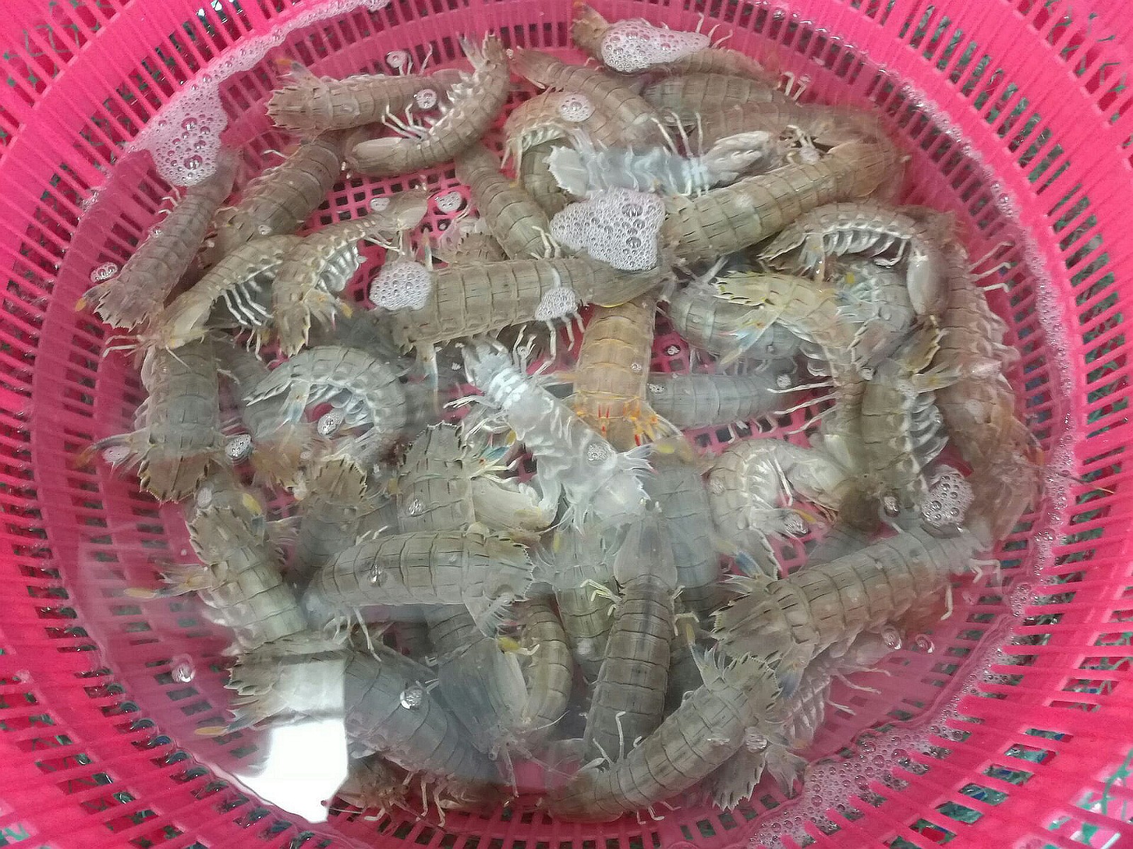 气温骤降海产品全线涨价带黄的棱子蟹涨幅最大卖到85一斤