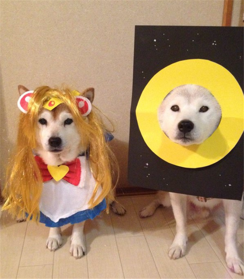 超爱cosplay的柴犬君,还有它驾驭不了的角色么?