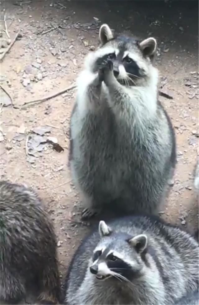 为了吃游客手中的小馒头呆萌小浣熊双手合十止不住的垂涎搓手