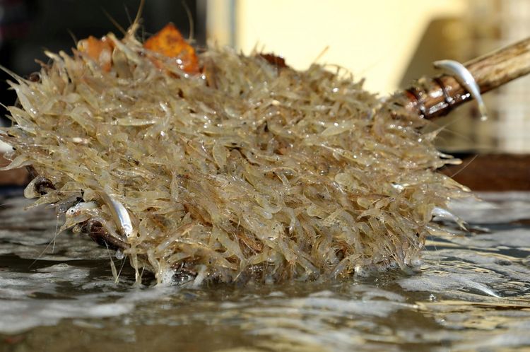 零下7度 大叔捕捞野虾月入30万