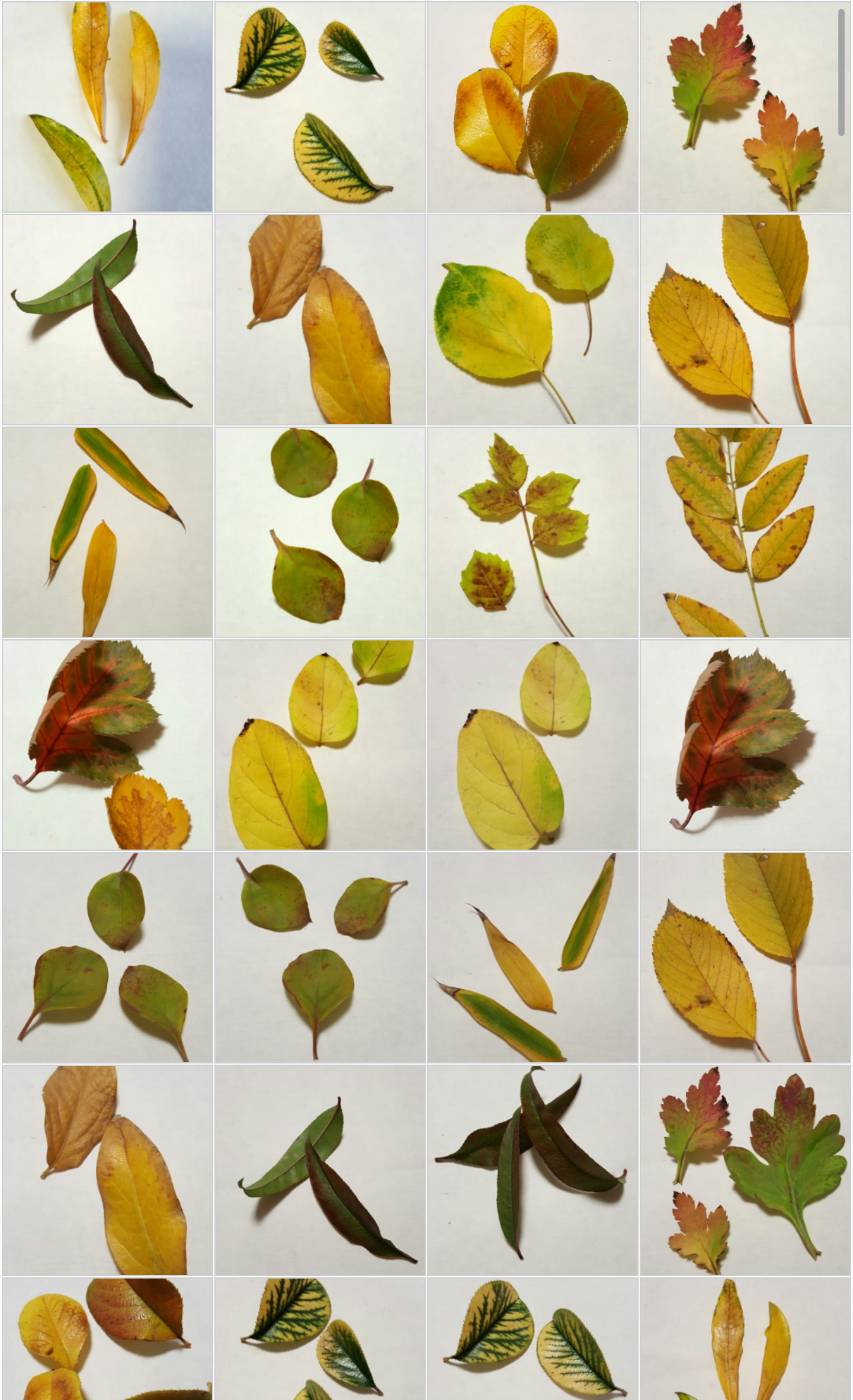 秋天最美的叶子,你认识吗