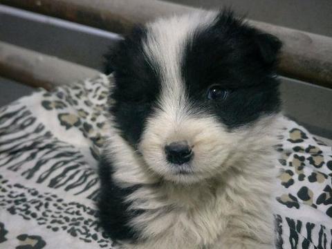 女孩雨里捡回家的黑白小狗,带回家跟个贵妇一样让人喜欢