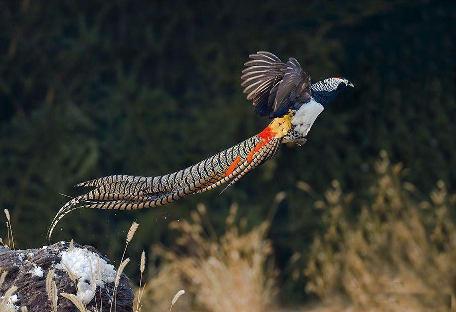 白腹锦鸡俗名有铜鸡,笋鸡,衾鸡,箐鸡,宽宽鸡,花箐鸡(雄),麻箐鸡(雌)