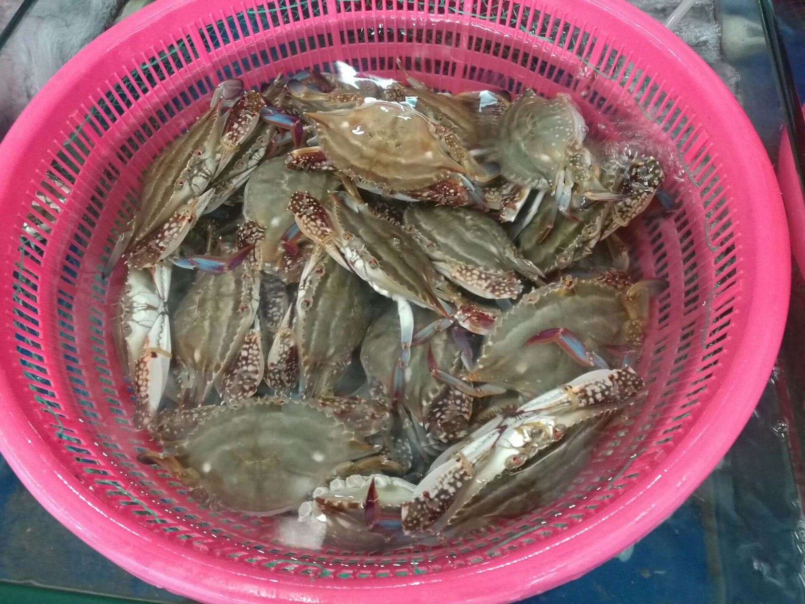 气温骤降海产品全线涨价带黄的棱子蟹涨幅最大卖到85一斤