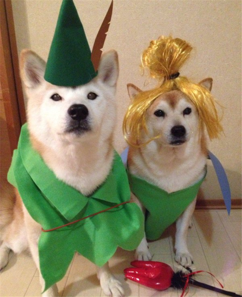 超爱cosplay的柴犬君,还有它驾驭不了的角色么?