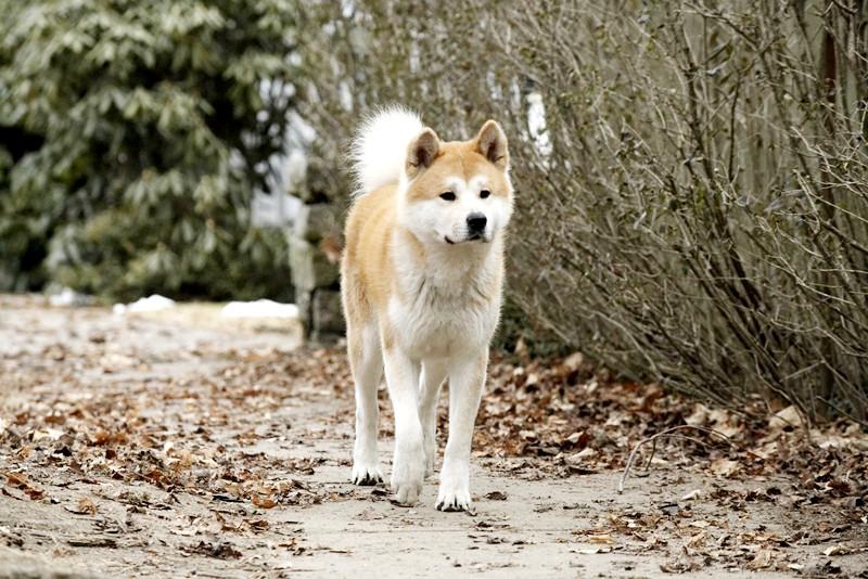 有一种犬叫做"忠犬八公",遇到后请爱惜它