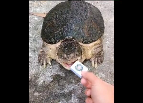 主人拿麻将给乌龟咬,咬下去的瞬间,网友:感觉嘴痛!