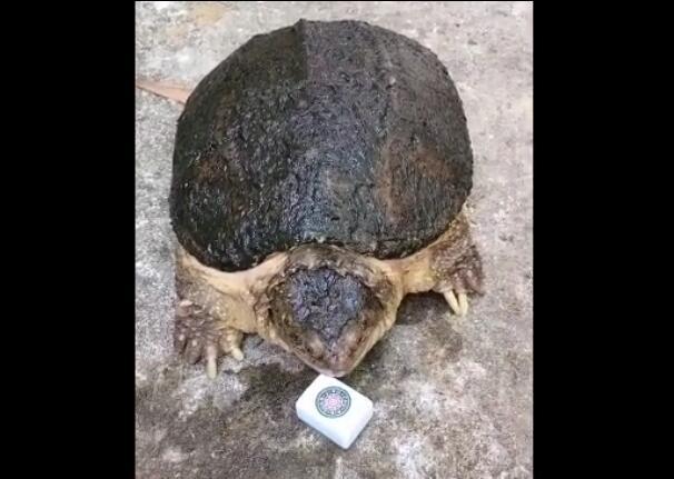 主人拿麻将给乌龟咬,咬下去的瞬间,网友:感觉嘴痛!
