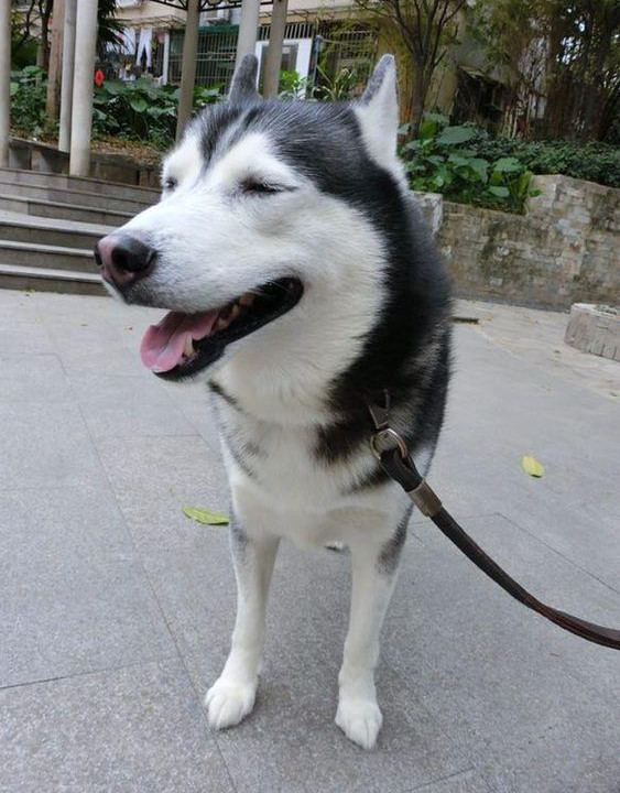 二哈狂舔主人手,本想摸头它却一动不动,知道真相后主人伤痛欲绝