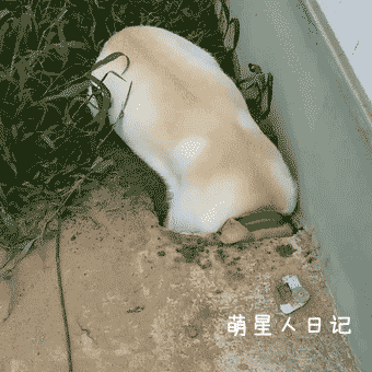 拉布拉多犬把头埋进土坑一动不动吓坏铲屎原来只是虚惊一场