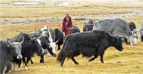 藏民住的不好,却有百头牦牛,是真正的百万富翁