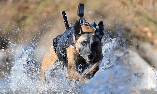 狗中特种兵: 比警犬和军犬更加厉害的叫战犬