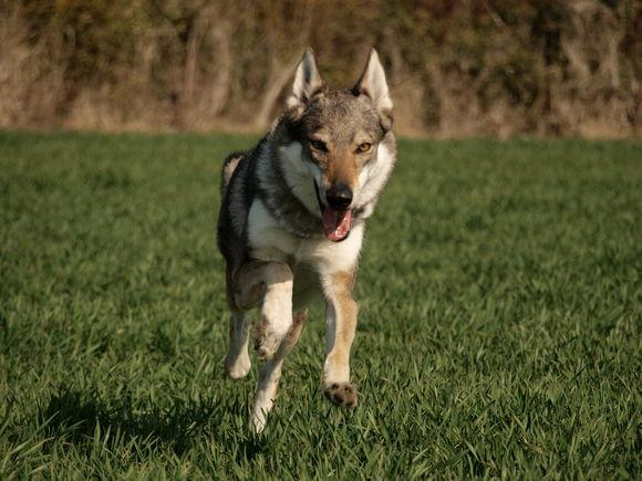 捷克狼犬: 全世界最贵的犬种, 长得像狼被禁养|捷克|狼犬|犬种_新浪新闻