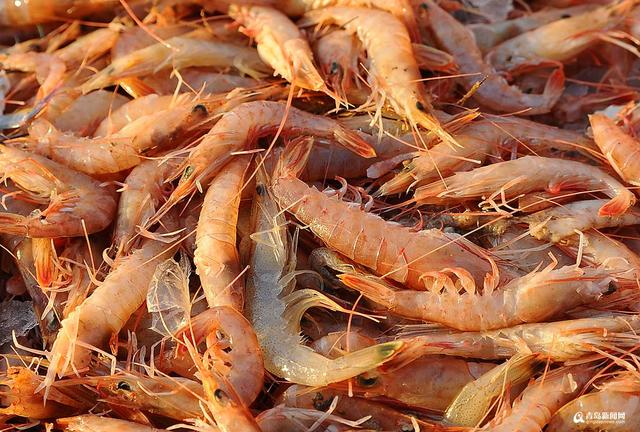 青岛本地蛎虾初冬大丰收 上岸价每斤16元