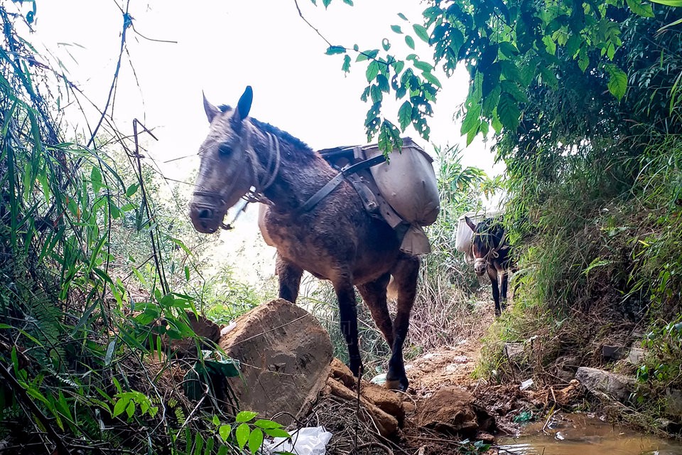 贵州望谟:广西百色骡帮为山区建设运石料 5头骡子一天可挣1000元