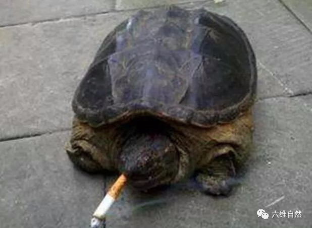乌龟很无奈跟着爱吸烟主人自己也惹上烟瘾
