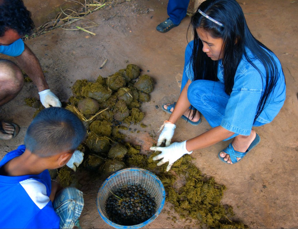 这东西穷人不敢吃,有钱人才吃真太贵了,从大象屎里掏出来的精华