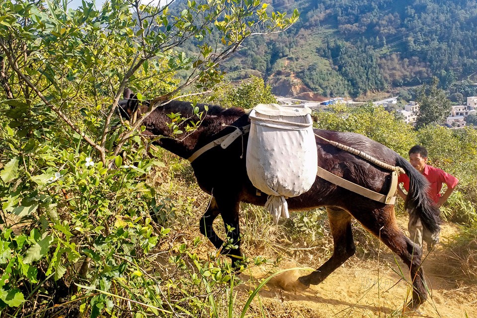 贵州望谟:广西百色骡帮为山区建设运石料 5头骡子一天可挣1000元