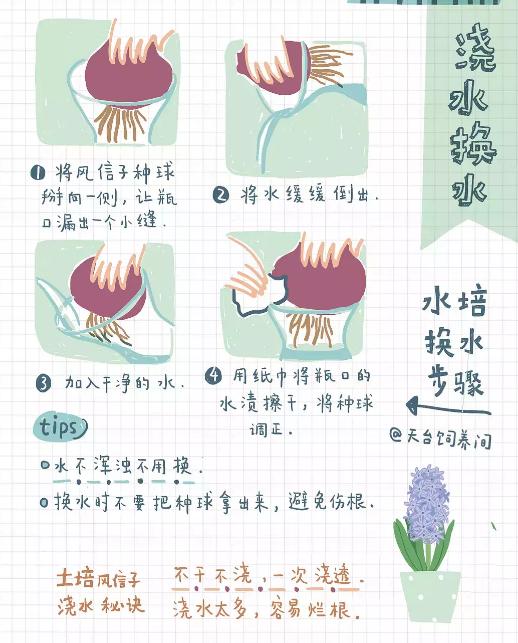 冬季水培植物top1——不能吃的"洋葱"风信子