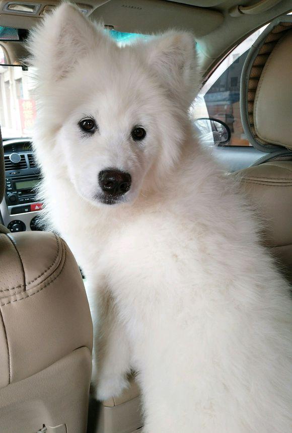 家里萨摩耶生了崽,可网友却很不高兴,他现在要炖了狗爸爸