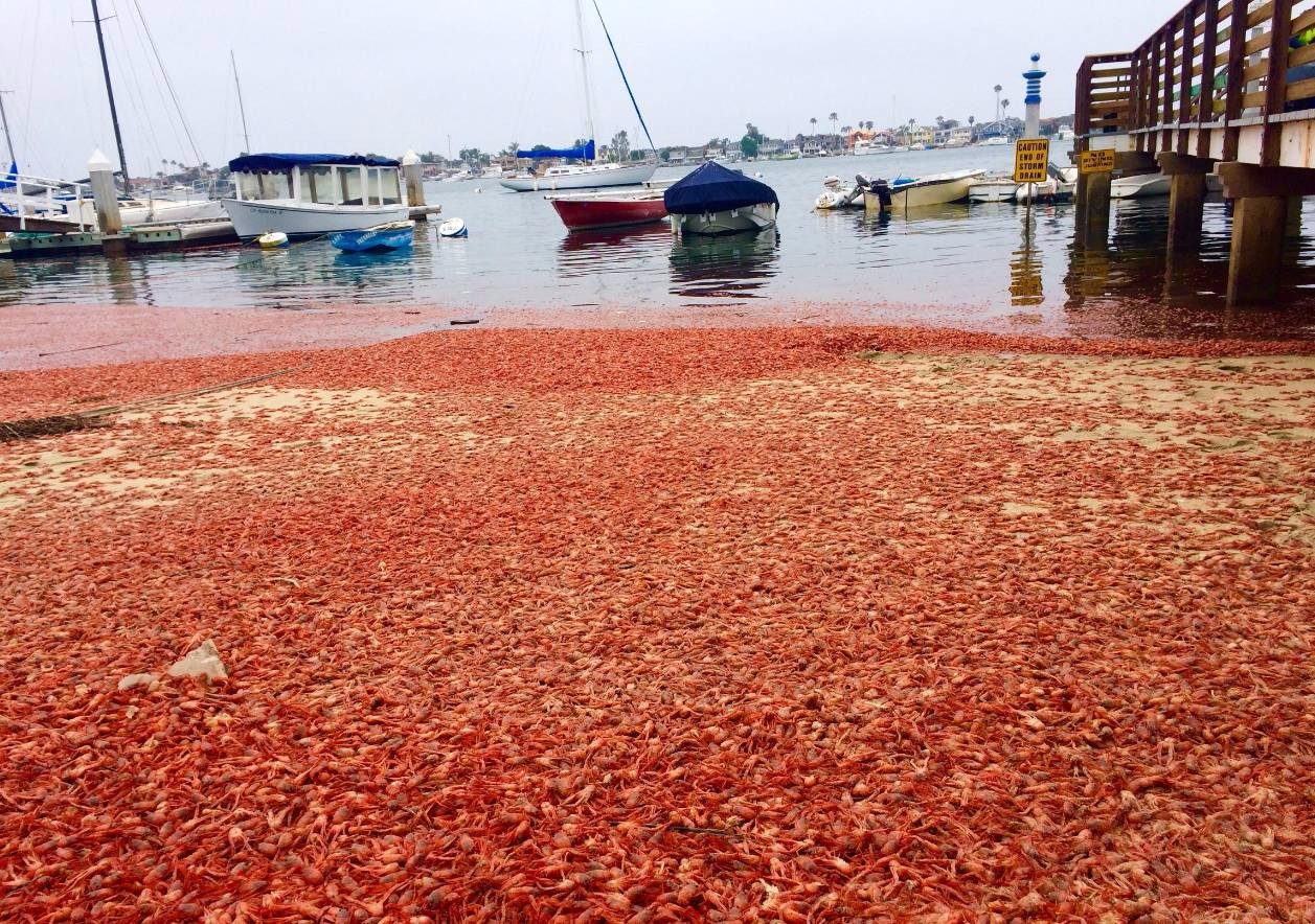 美国遭到小龙虾入侵,场面一度失控
