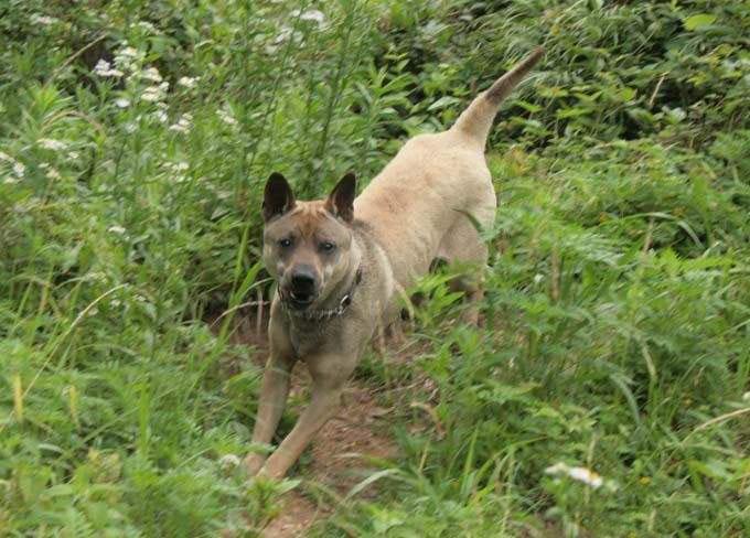 中国本土第一猎犬和杜高也有得一比的箭毛猎犬
