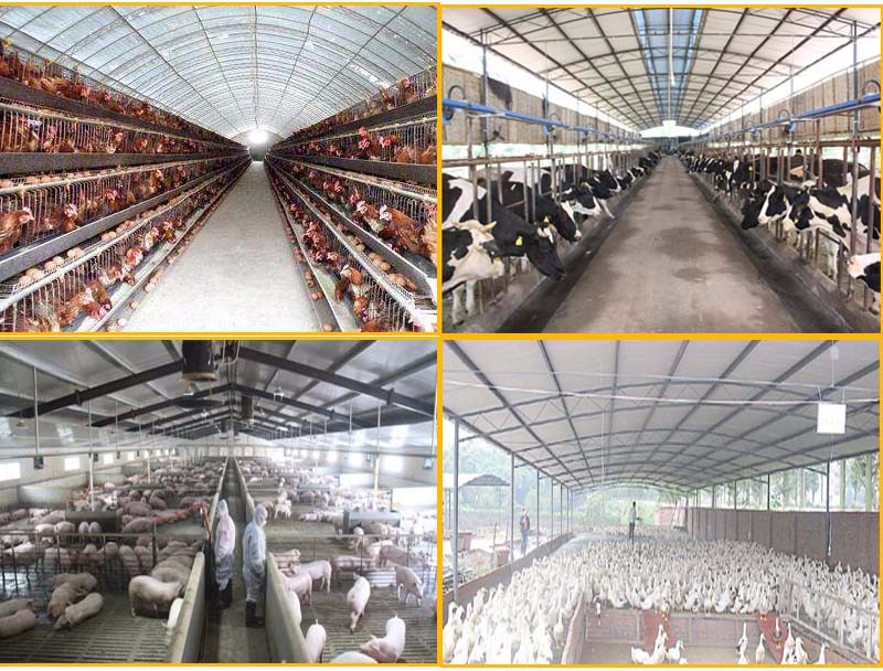 养殖场冬季如何做好畜牧疾病防疫及消毒工作