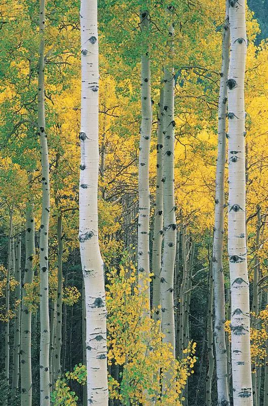 可以使用上下穿插直通到底的垂直线构图,让观赏者的视觉超出画面的