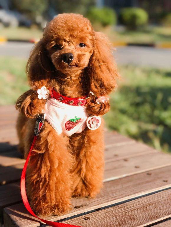 女子养了一只公泰迪,扎辫子,网友看完笑喷泪:逆袭之路!